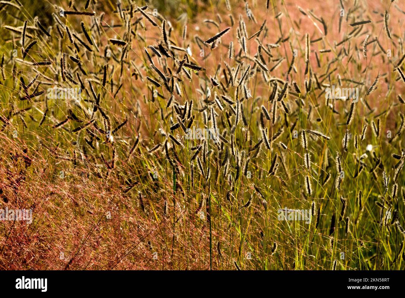 Grass Hintergrundtextur Stockfoto