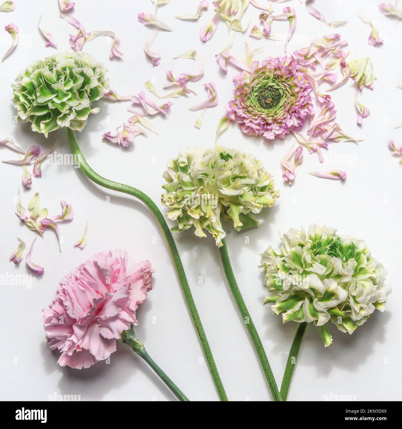 Blumenhintergrund mit hübschen grünen und pinkfarbenen Blumen und Blütenblättern, Draufsicht Stockfoto