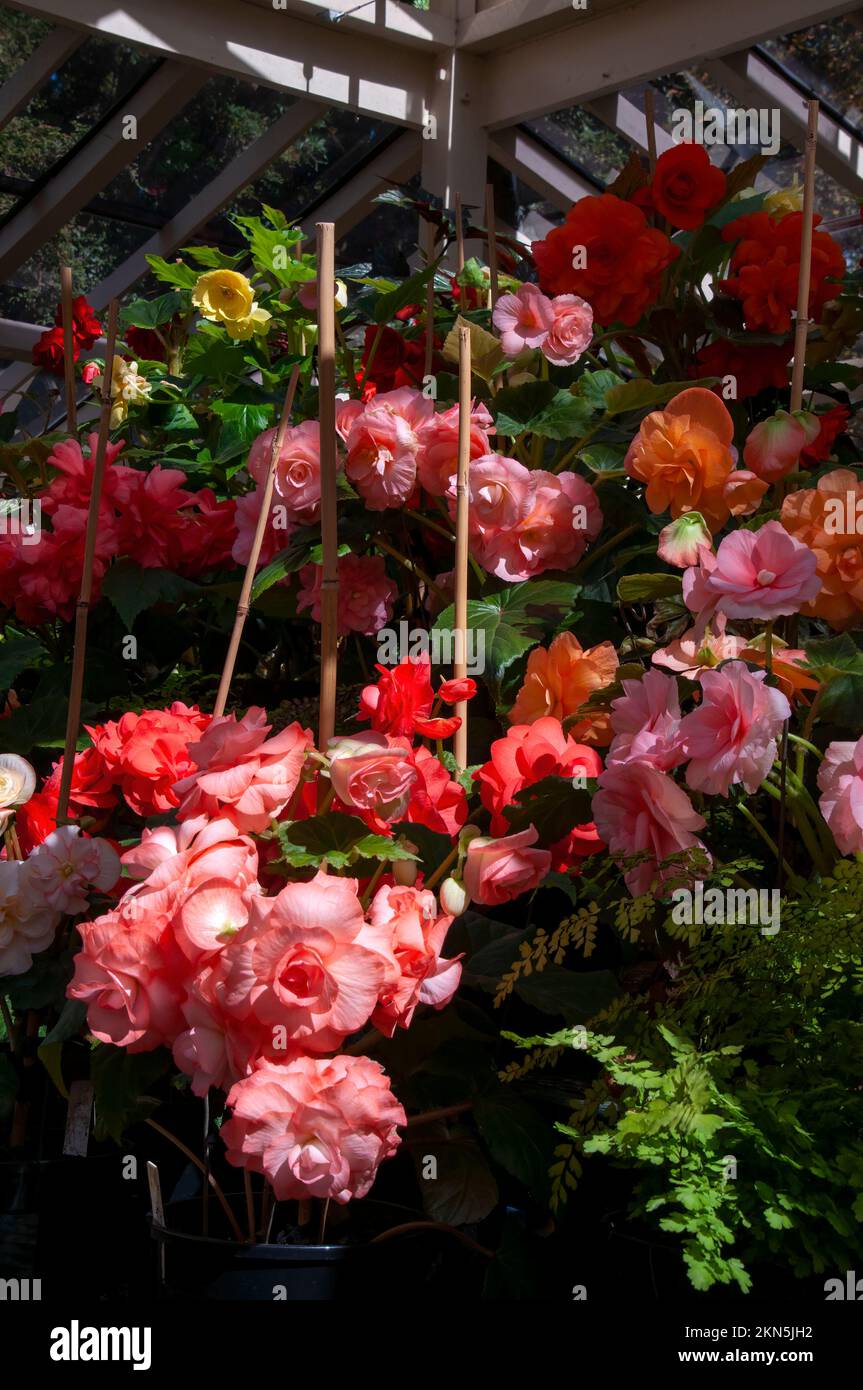 Orange Australien, blühende Begonia Pflanzen wachsen in Gebäuden Stockfoto