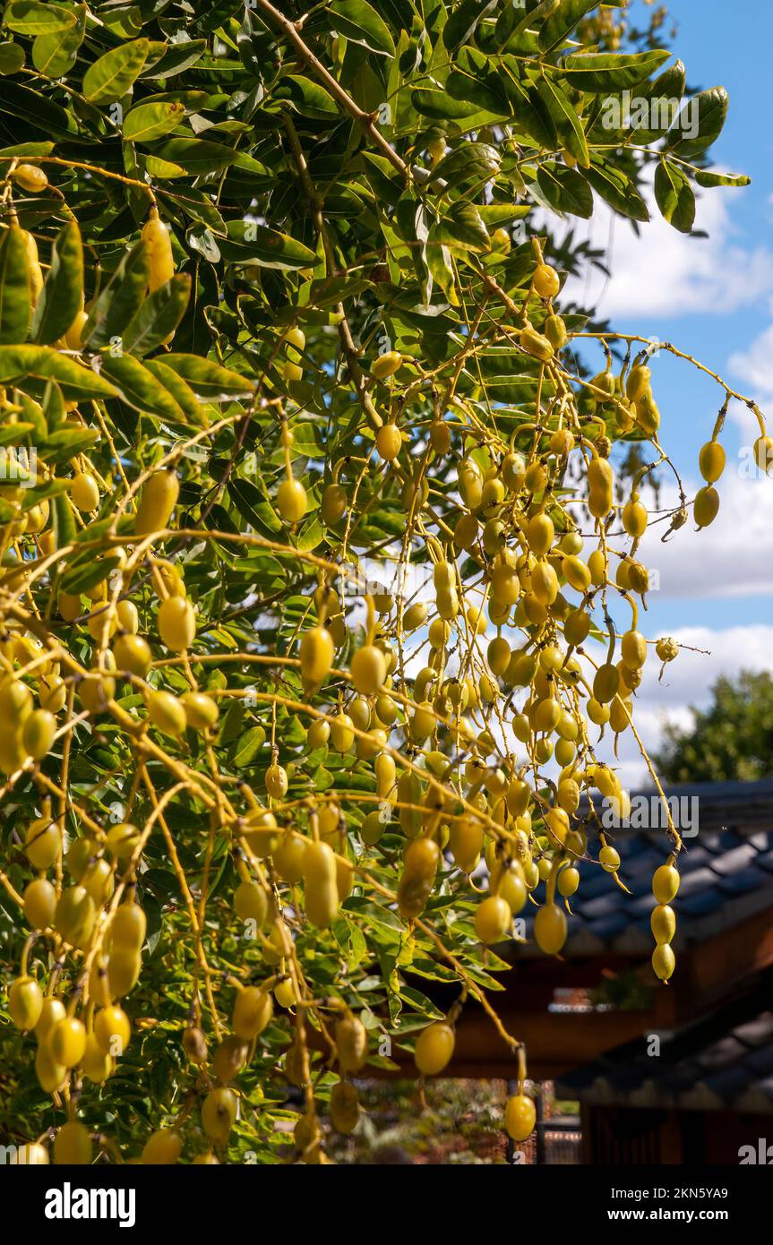 Dubbo Australia, Styphnolobium japonicum ist in China heimisch und wurde in Japan eingeführt. Er ist ein beliebter Zierbaum in Europa, Nordamerika und Stockfoto