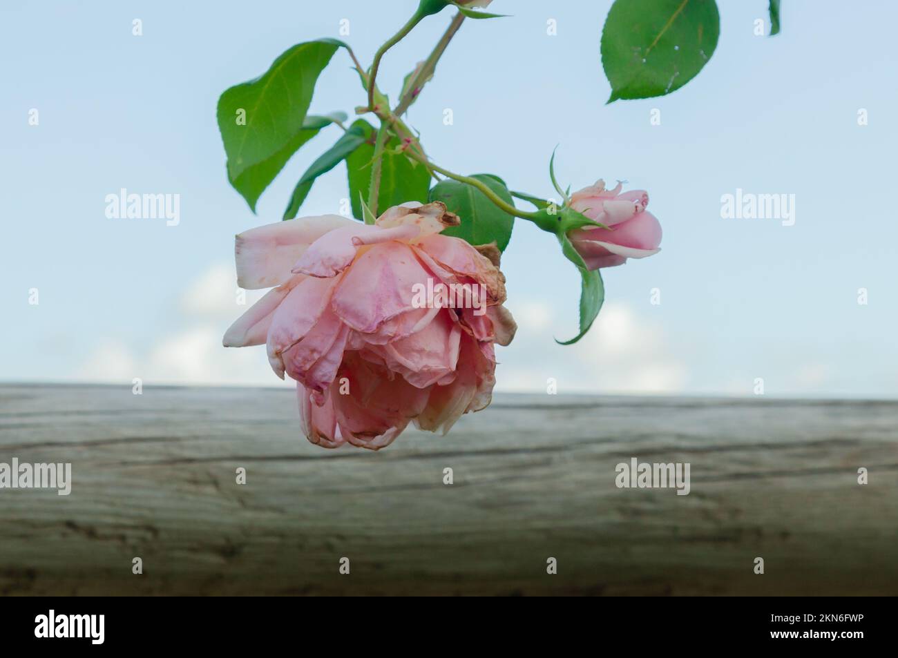 Nahaufnahme einer verblassenden rosa Rose mit blauem Himmel Stockfoto