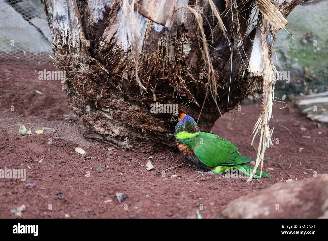 Ein regenbogenfarbener LORIINI-Papagei in der Nähe einer Baumrinde Stockfoto