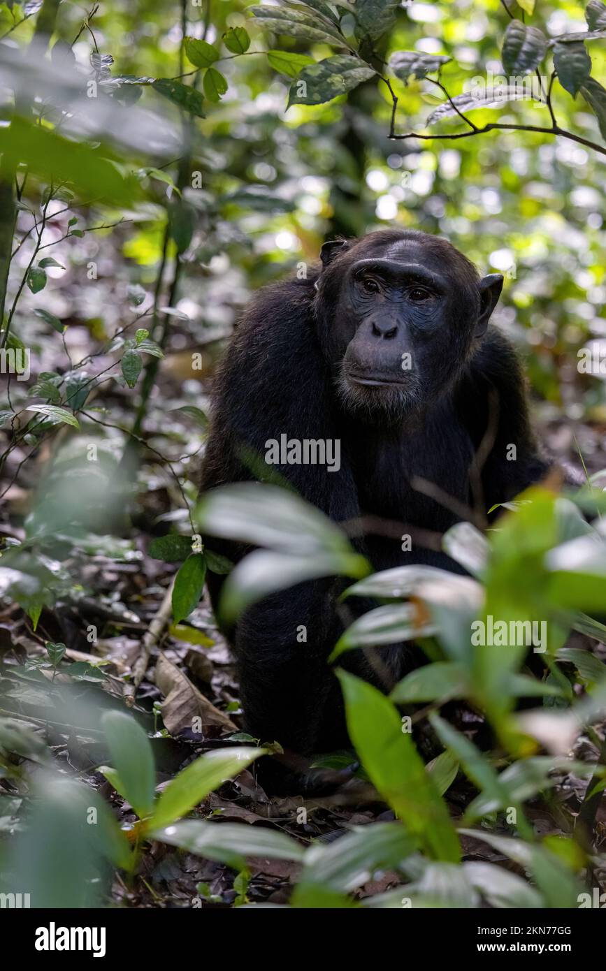 Ausgewachsene Schimpansen, Pan-Troglodyten, im tropischen Regenwald des Kibale National Park im Westen Ugandas. Das Programm zum Schutz des Parks bedeutet, dass einige Stockfoto