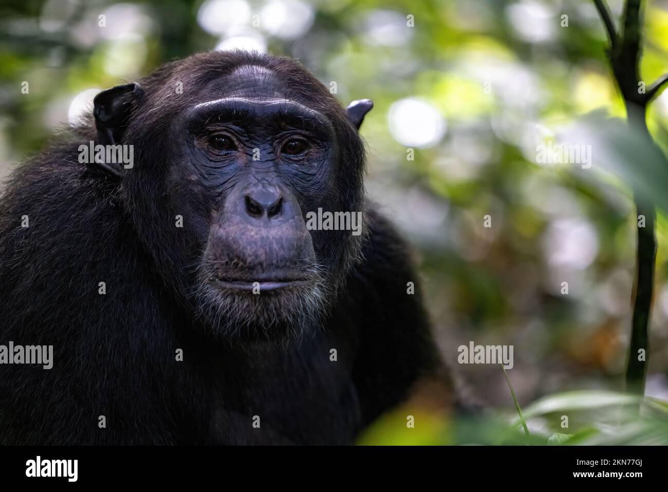 Ausgewachsene Schimpansen, Pan-Troglodyten, im tropischen Regenwald des Kibale National Park im Westen Ugandas. Das Programm zum Schutz des Parks bedeutet, dass einige Stockfoto