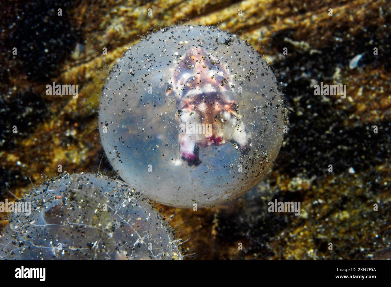 Baby-extravagante Tintenfische in Eiern werden geboren Stockfoto
