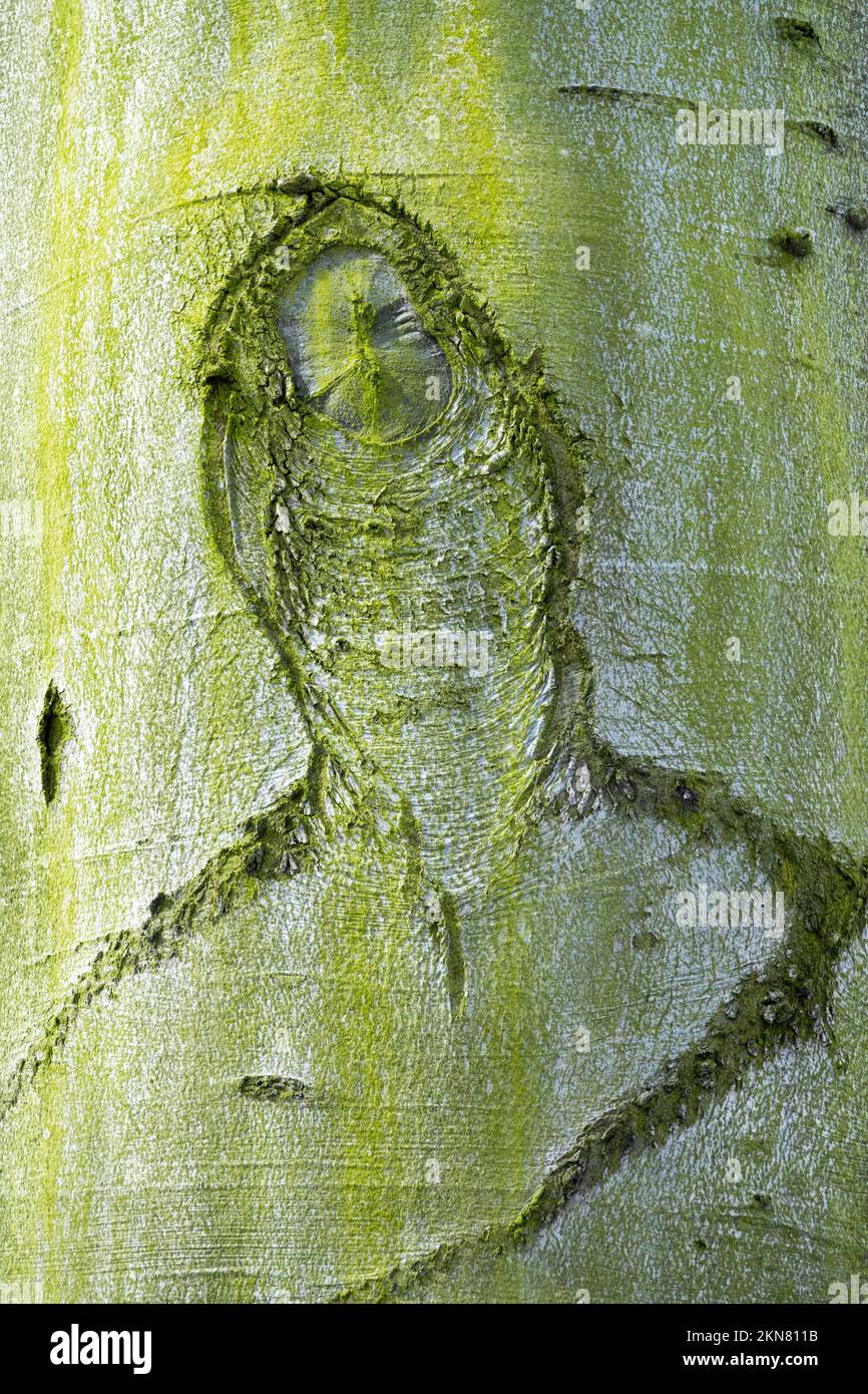 Gewöhnliche Buchenrindenstruktur, Fagus sylvatica Stockfoto