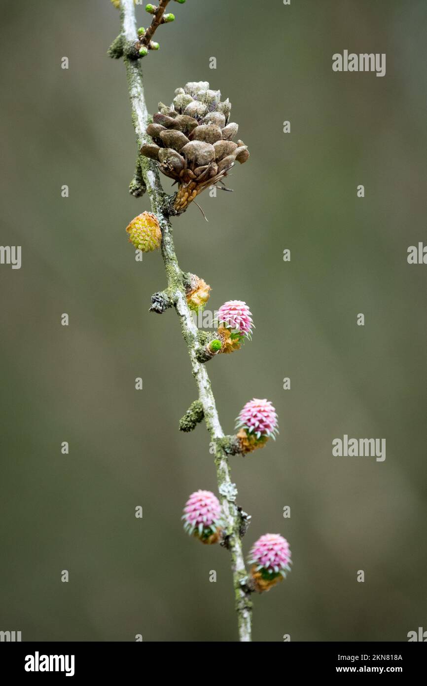 Europäische Lärche, Konus Larix decidua, Konus auf Ast-Larch-Konus Stockfoto