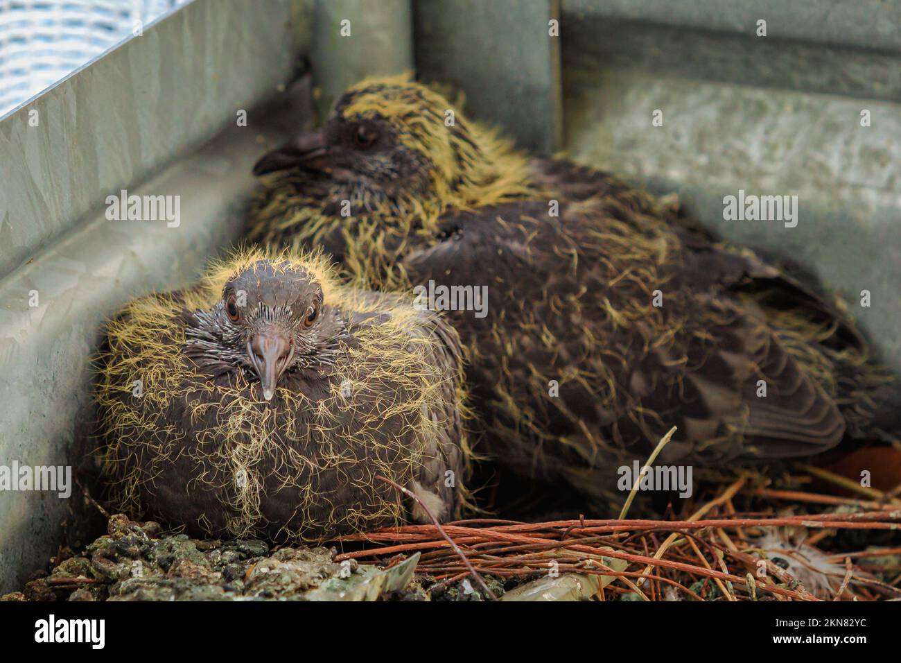 Nahaufnahme von zwei Taubenküken im Nest nach dem Schlüpfen der Eier. Columba livia domestica-Arten. Symbol für Frieden und Liebe. Taubenbabys im Nest Stockfoto