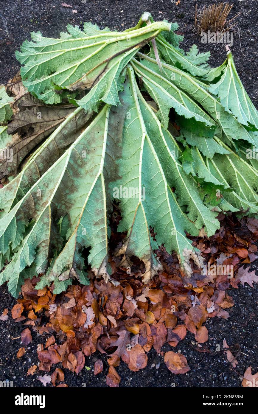 Große Gunnera-Blätter, die als Winterschutz für Pflanzen gegen Frost, Frost, Frost, Gunnera manicata, Abdeckung, Bett, Garten verwendet werden Stockfoto