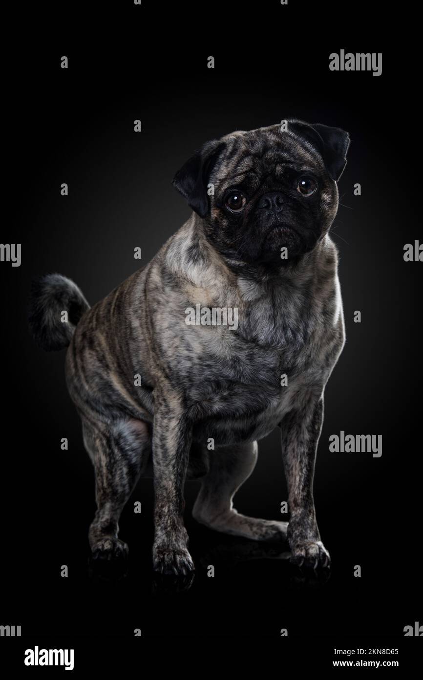 Erwachsenentausch auf schwarzem Hintergrund Stockfoto