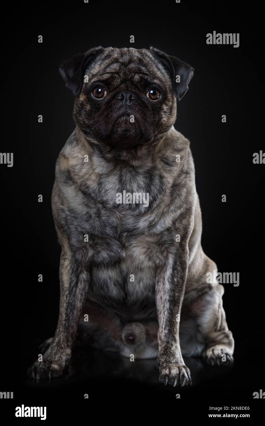 Erwachsenentausch auf schwarzem Hintergrund Stockfoto