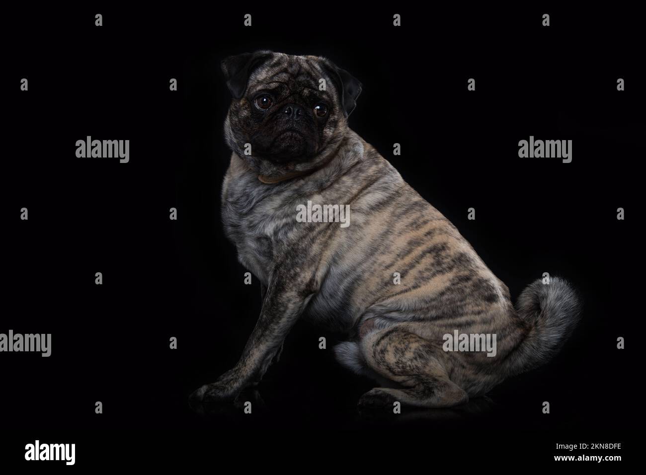 Erwachsenentausch auf schwarzem Hintergrund Stockfoto