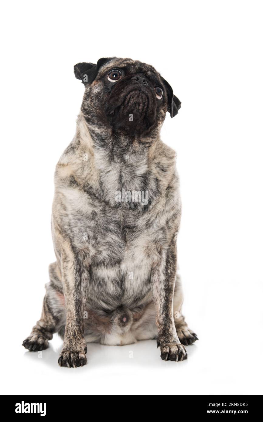Mops isoliert auf weißem Hintergrund Stockfoto