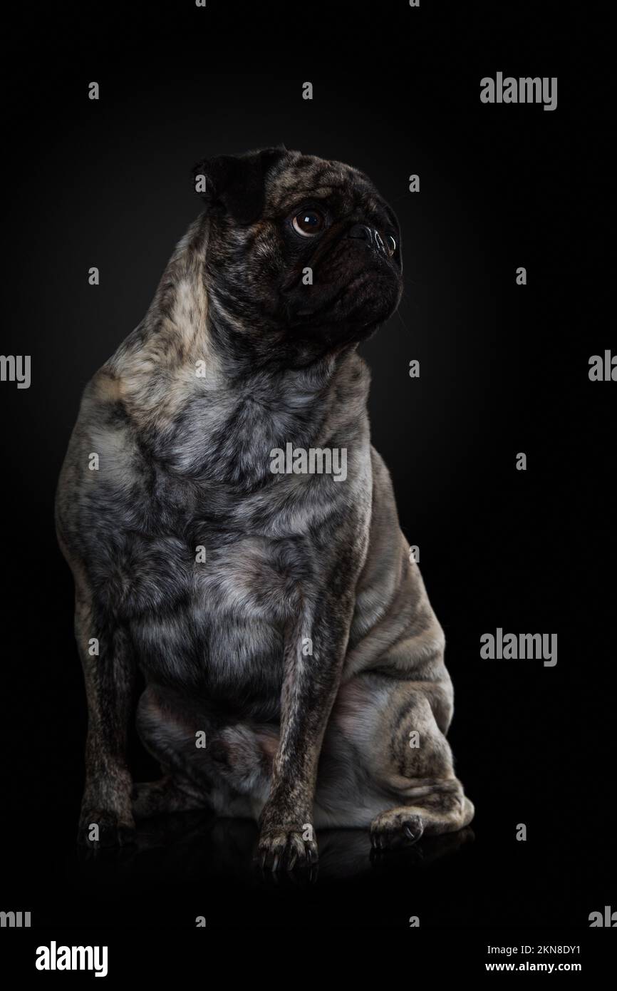 Erwachsenentausch auf schwarzem Hintergrund Stockfoto