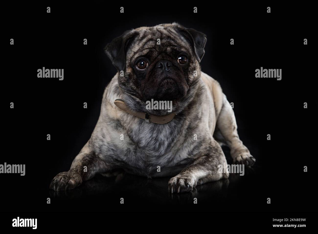 Erwachsenentausch auf schwarzem Hintergrund Stockfoto