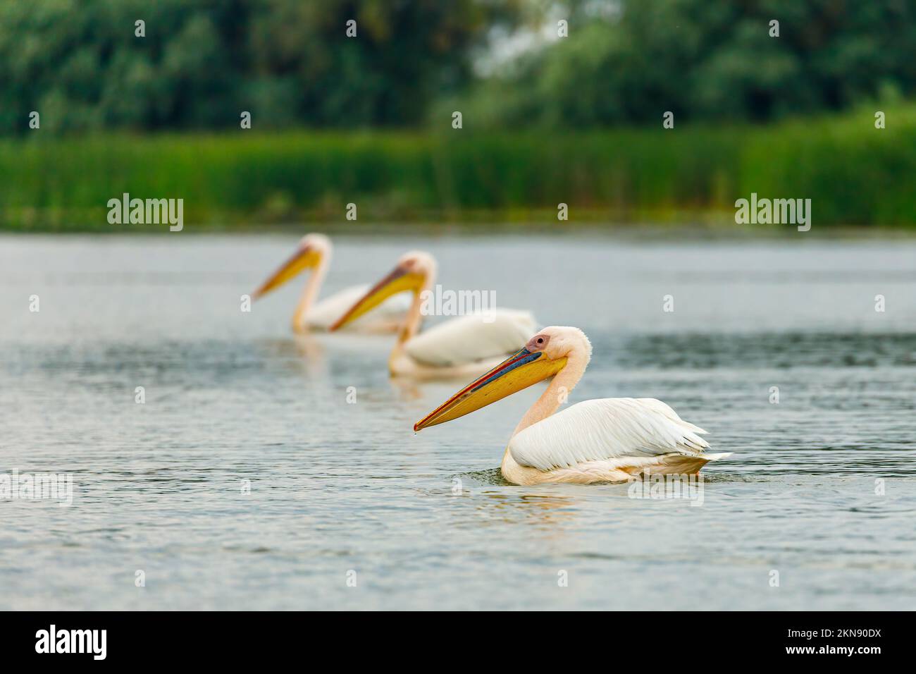 pelikan, donaudelta, rosa Pelikan, östlicher weißer Pelikan, weißer Pelikan, Großer weißer Pelikan, rosa, Natur, Tier, Vogel, Schnabel, Wildtiere, Fauna, wil Stockfoto