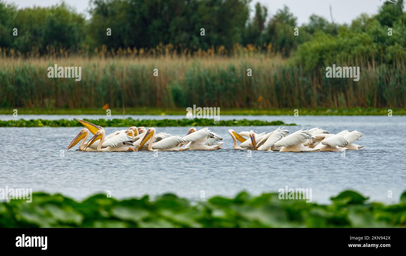 pelikan, donaudelta, rosa Pelikan, östlicher weißer Pelikan, weißer Pelikan, Großer weißer Pelikan, rosa, Natur, Tier, Vogel, Schnabel, Wildtiere, Fauna, wil Stockfoto