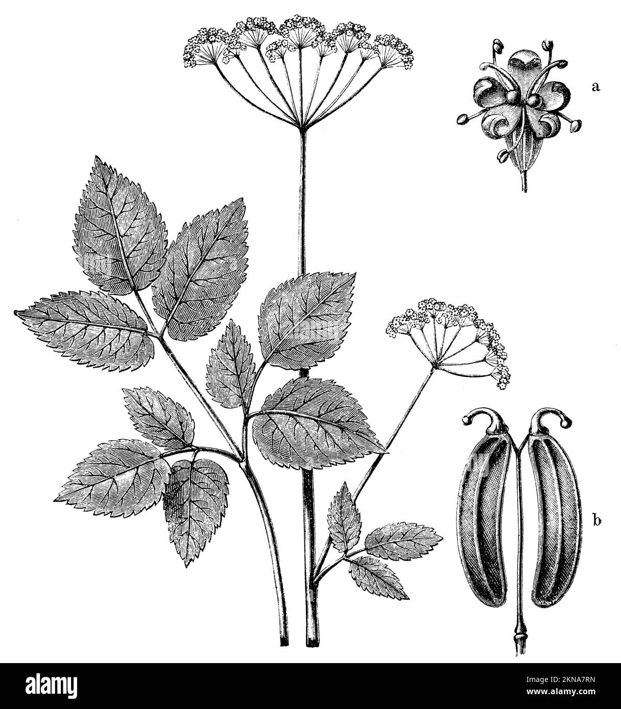 bishop's Goutweed, Aegopodium podagraria, anonym (Botanisches Buch, 1880), Giersch, Podagraire Stockfoto