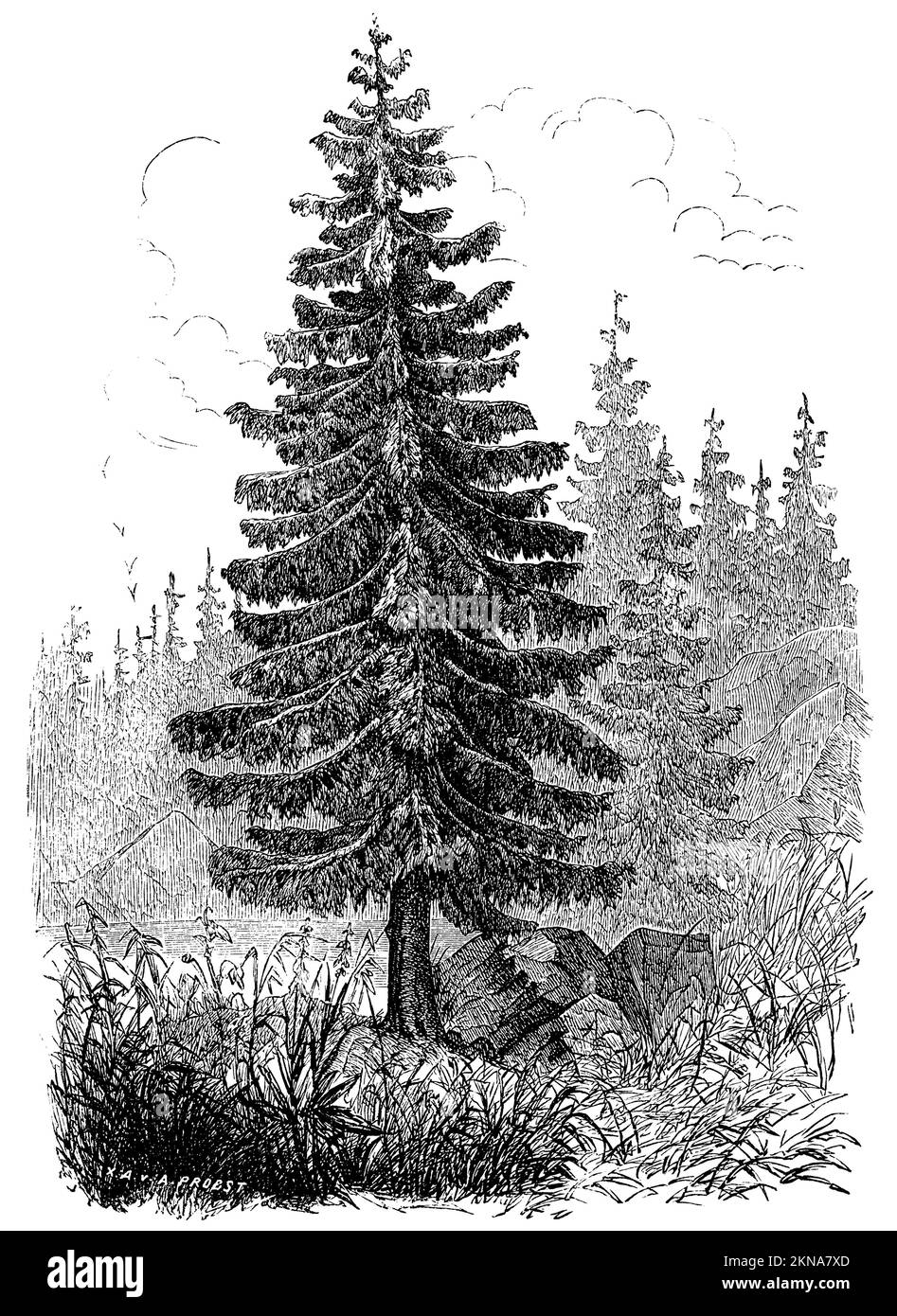 Norwegische Fichte, Europäische Fichte, Picea abies, A. Probst (Botanisches Buch, 1880), Fichte, épicéa ou épicéa commun Stockfoto