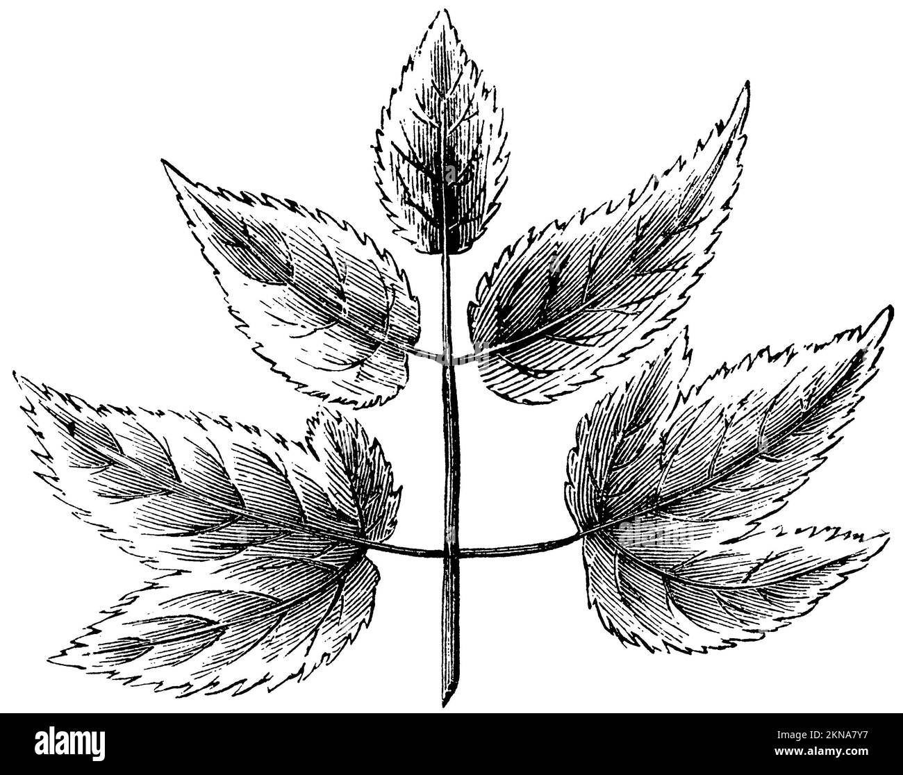 bishop Goutweed, Aegopodium podagraria, anonym (Biologiebuch, 1878), Giersch, Podagraire Stockfoto