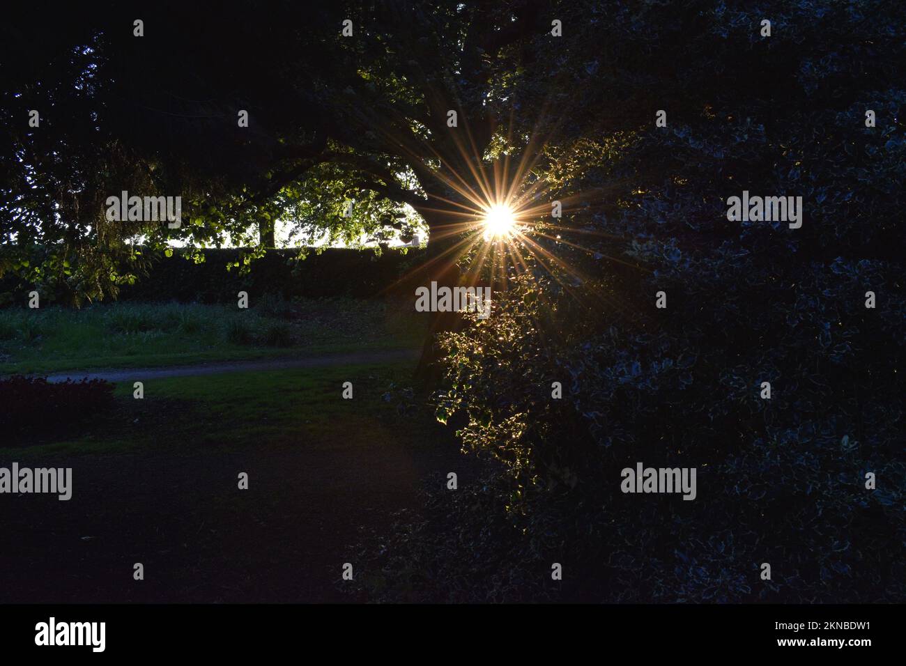 Spaziergänge in der Natur, genießen Sie eine goldene Stunde und Sommerzeit. Liebende Natur zu dieser Jahreszeit. Natur während einer friedlichen und entspannenden Zeit. Stockfoto