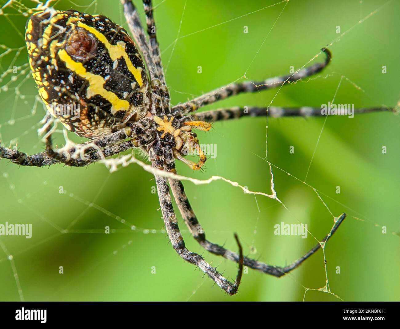 Eine Nahaufnahme einer Argiope-Anasuja-Spinne auf ihrem Netz vor einem grünen, verschwommenen Hintergrund Stockfoto