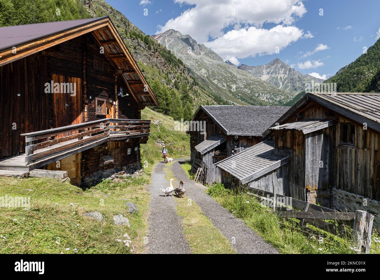 Wanderer mit Gänsen vor rustikalen Alpenhütten, Bergwäldern und Gipfeln im Windachtal, Ötztal Alpen, Österreich Stockfoto