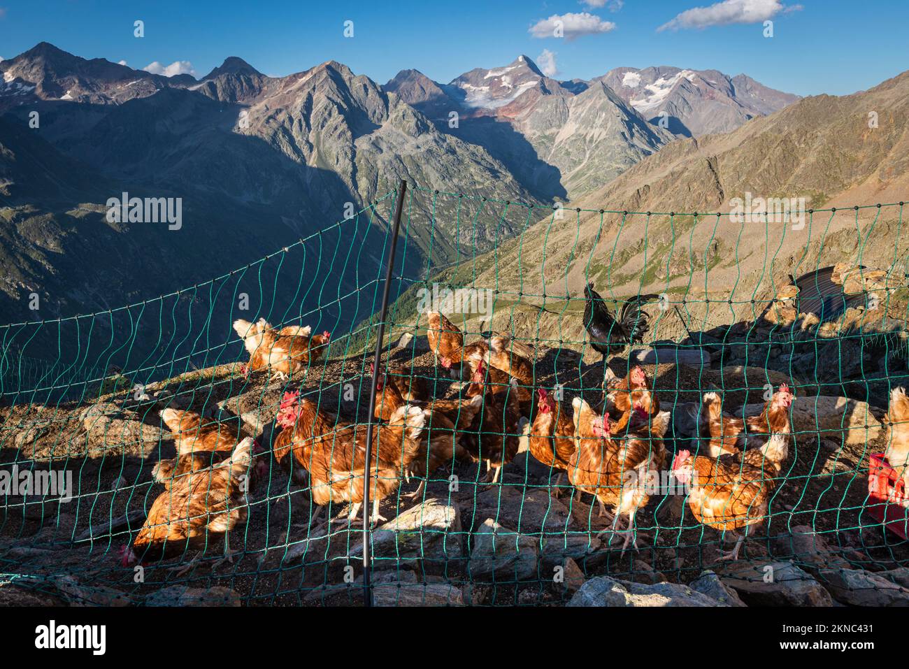 Der Hühnerstall im Brunnenkogelhaus vor einem Bergpanorama, Sölden, Ötztal Alpen, Österreich Stockfoto