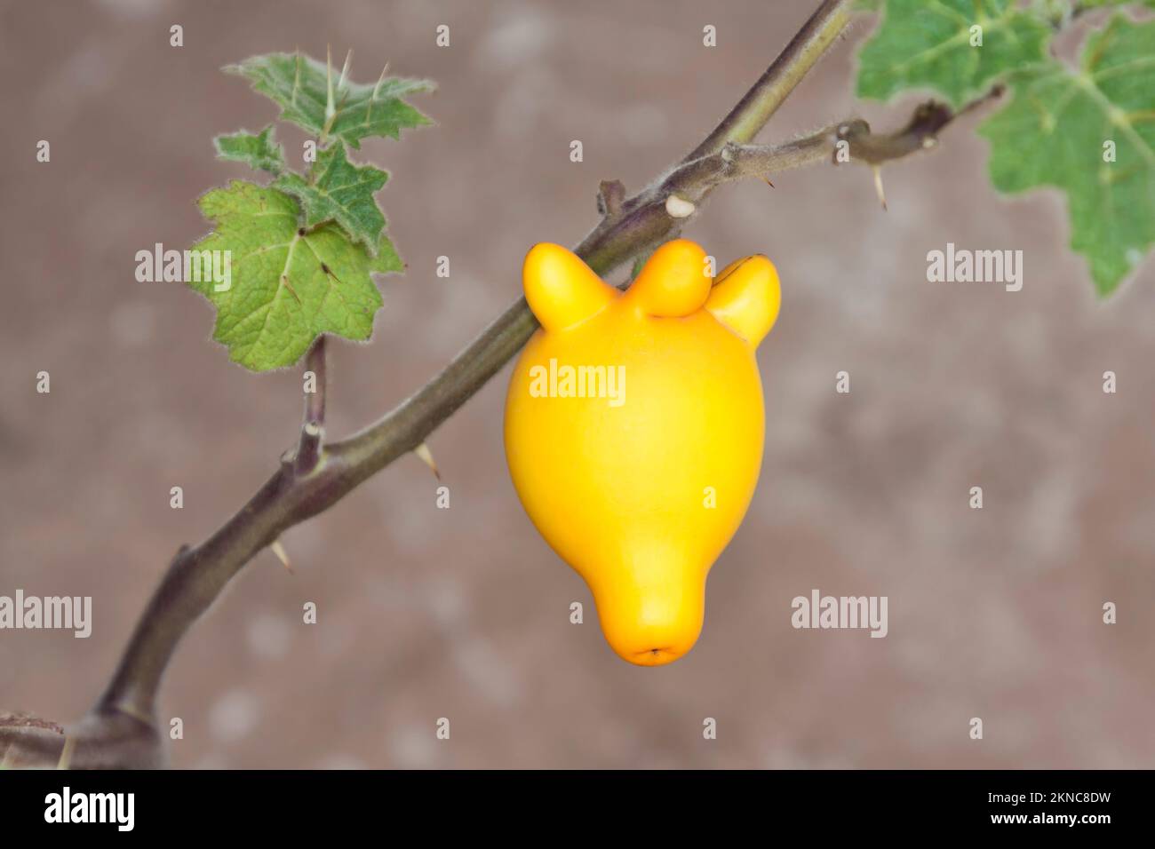 Solanum Mammosum, Nipplefrucht, Fuchskopf, Kuheuter oder Apfel von Sodom, Chiang Mai, Thailand, Stockfoto