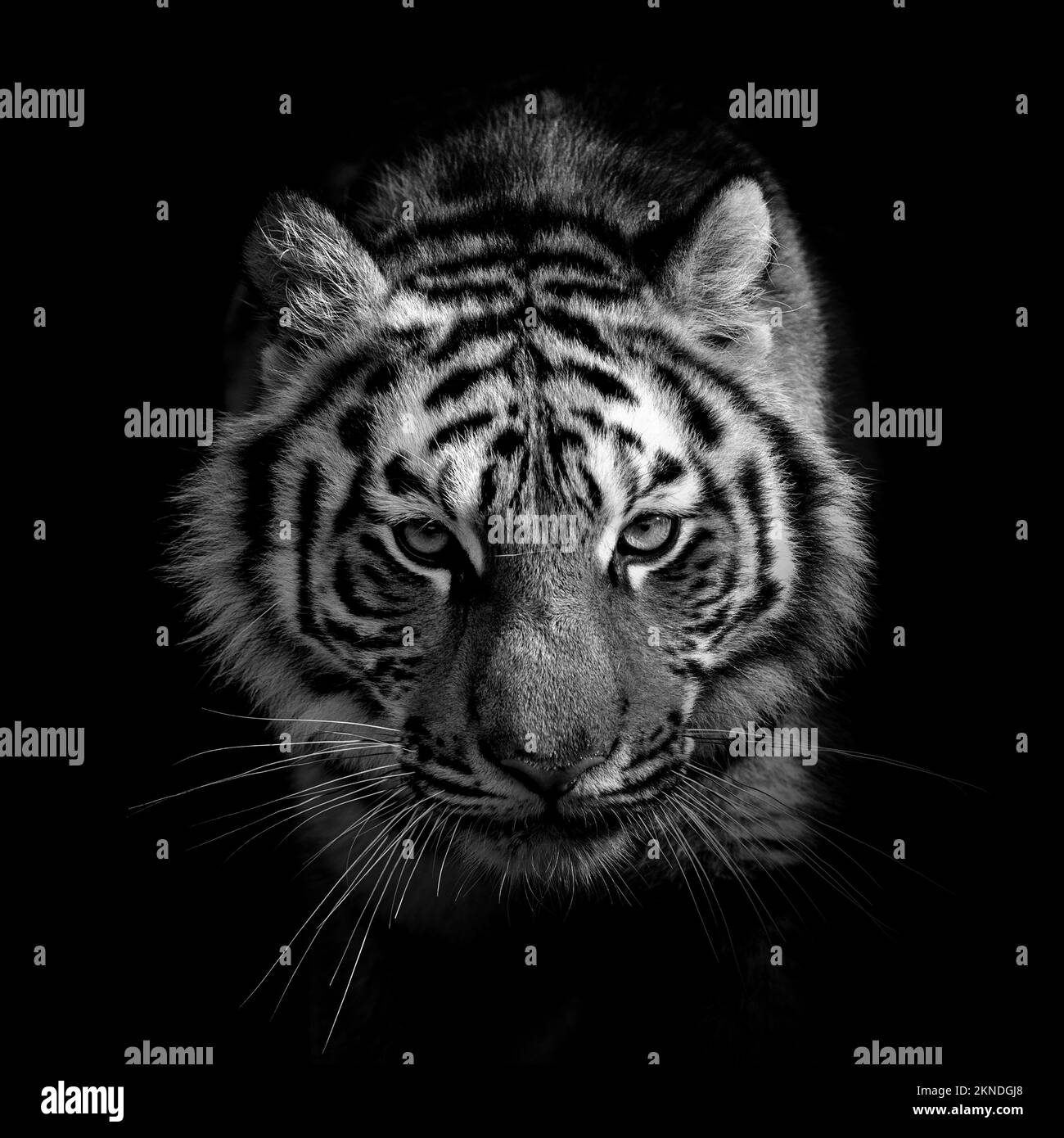 Schwarz-weißes wildes Tigerporträt auf dunklem Hintergrund Stockfoto