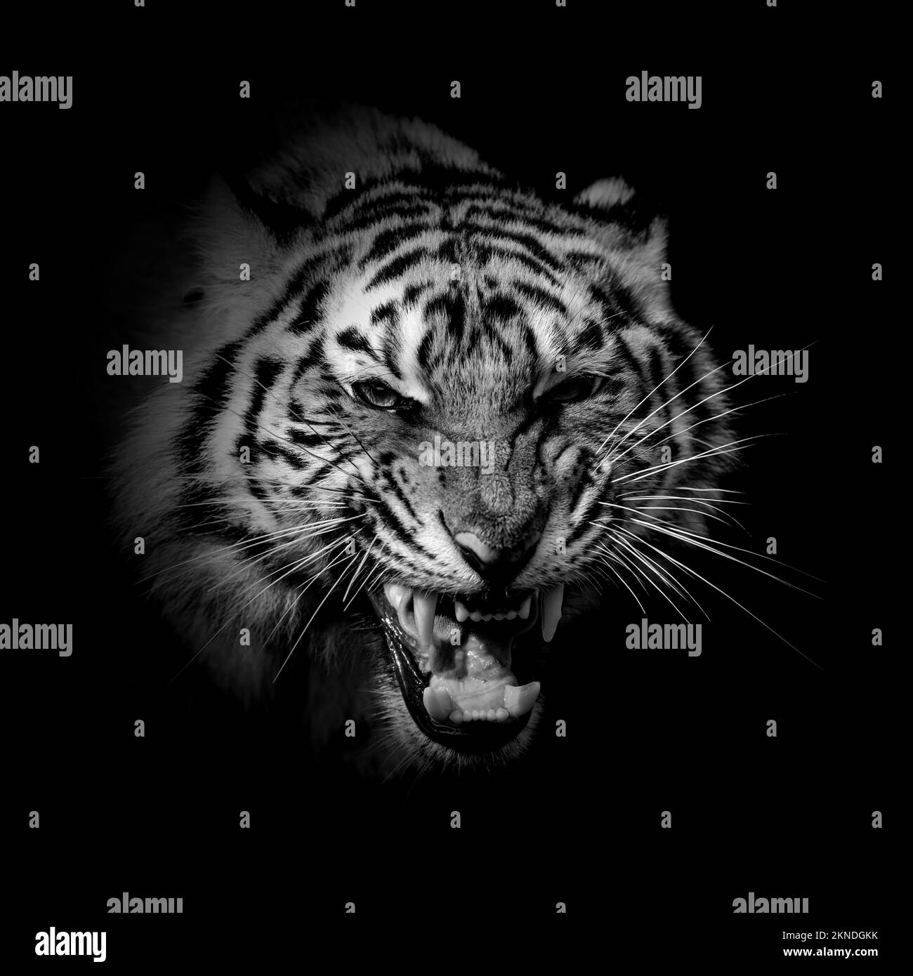 Schwarz-weißes wildes Tigerporträt auf dunklem Hintergrund Stockfoto