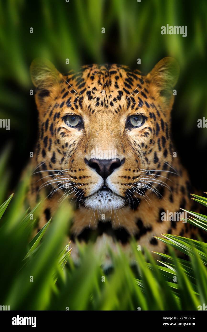 Leoparden lauern in den Blättern im Dschungel. Wildkatzen-Porträt im Blatt Stockfoto