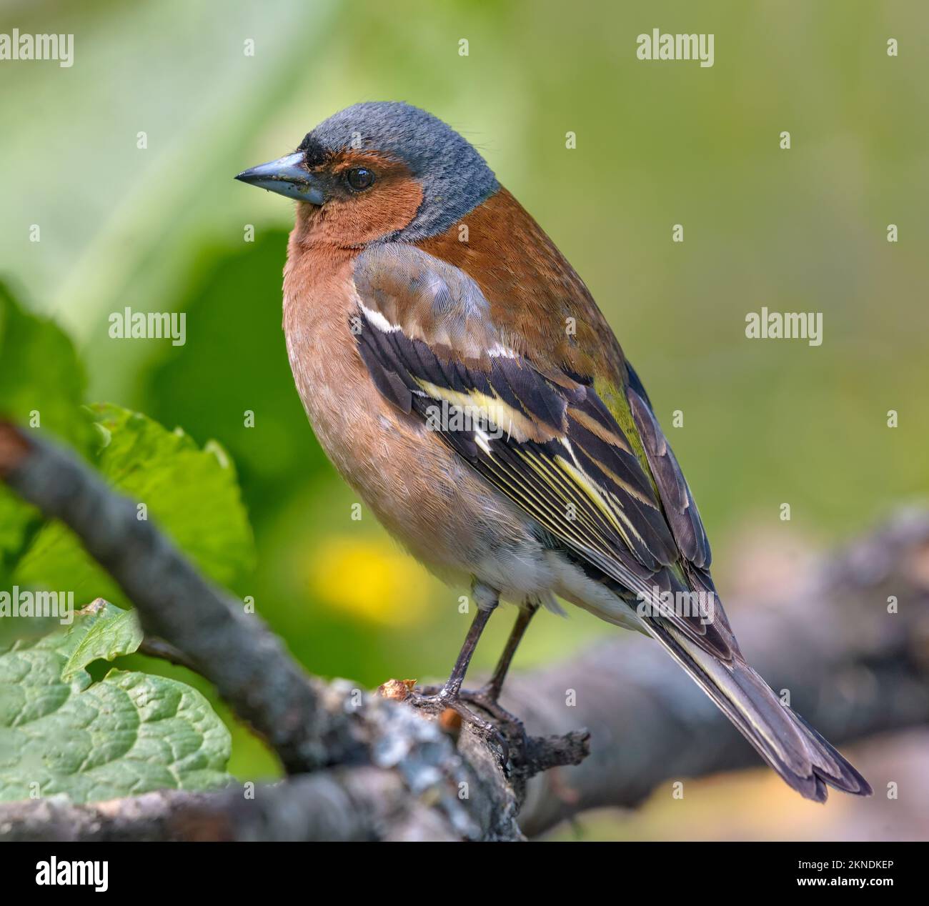 Nahaufnahme des männlichen Gemeinen Chaffinch (fringilla Coelebs) hoch oben auf einem Ast in hoher Auflösung Stockfoto