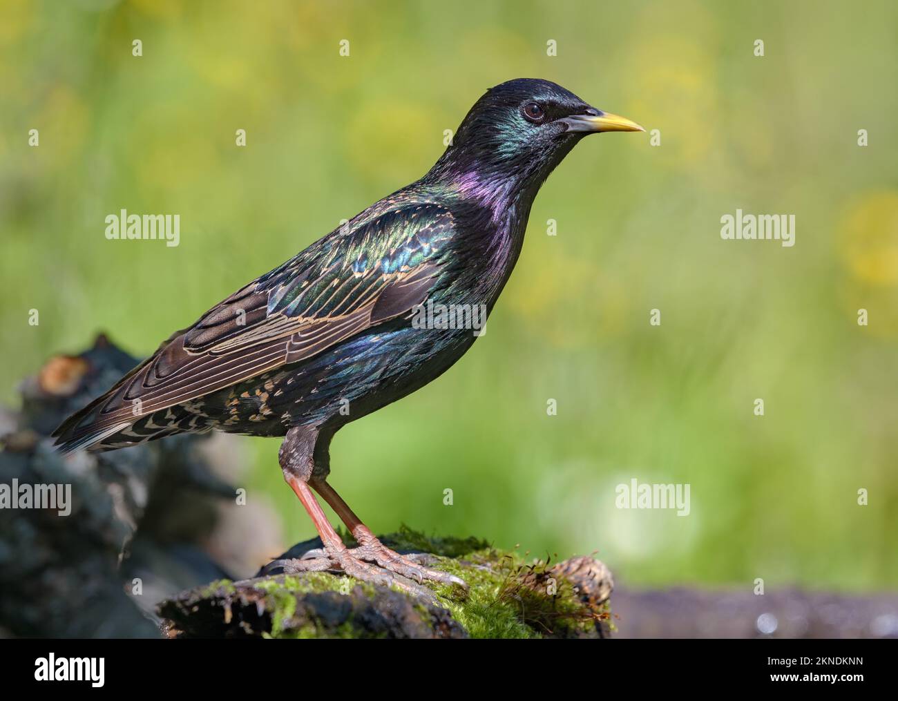 Der knisternde männliche gewöhnliche Starling (Sturnus vulgaris) sieht merkwürdig aus und posiert auf einem moosbedeckten Stumpf Stockfoto