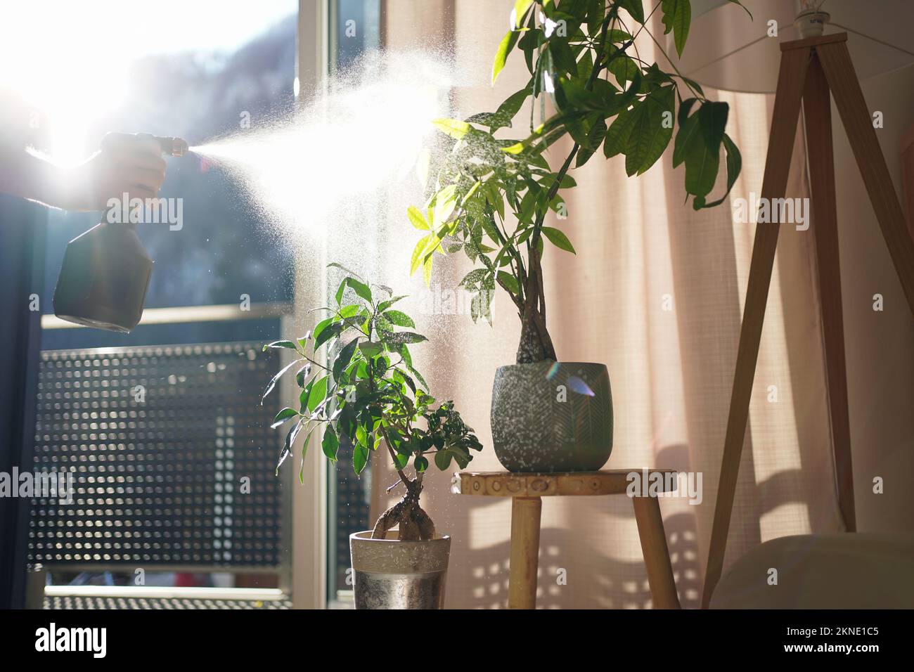 Mit einer Sprühflasche tropische Pflanzen in einem modernen Wohnzimmer befeuchten (Wasser oder Insektizid einfüllen) Stockfoto
