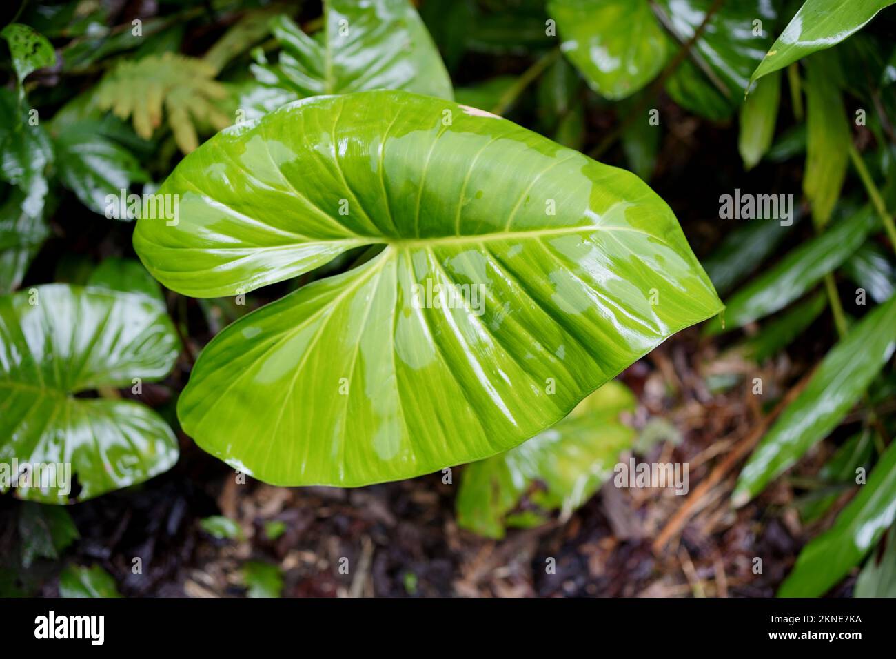 Nasse grn monstera Bltter in dunklen Hintergrund. monstera ist eine  Gattung von ber 50 Arten von Bltenpflanzen. Sie sind Kruter oder  immergrne Reben, wachsende Stockfotografie - Alamy