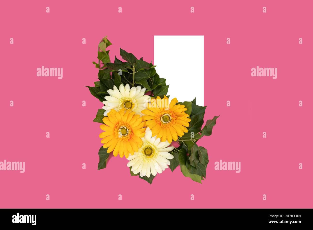 Weiße und gelbe Blumen auf pinkfarbenem Hintergrund neben weißem, leerem Papier. Platz für Text. Stockfoto