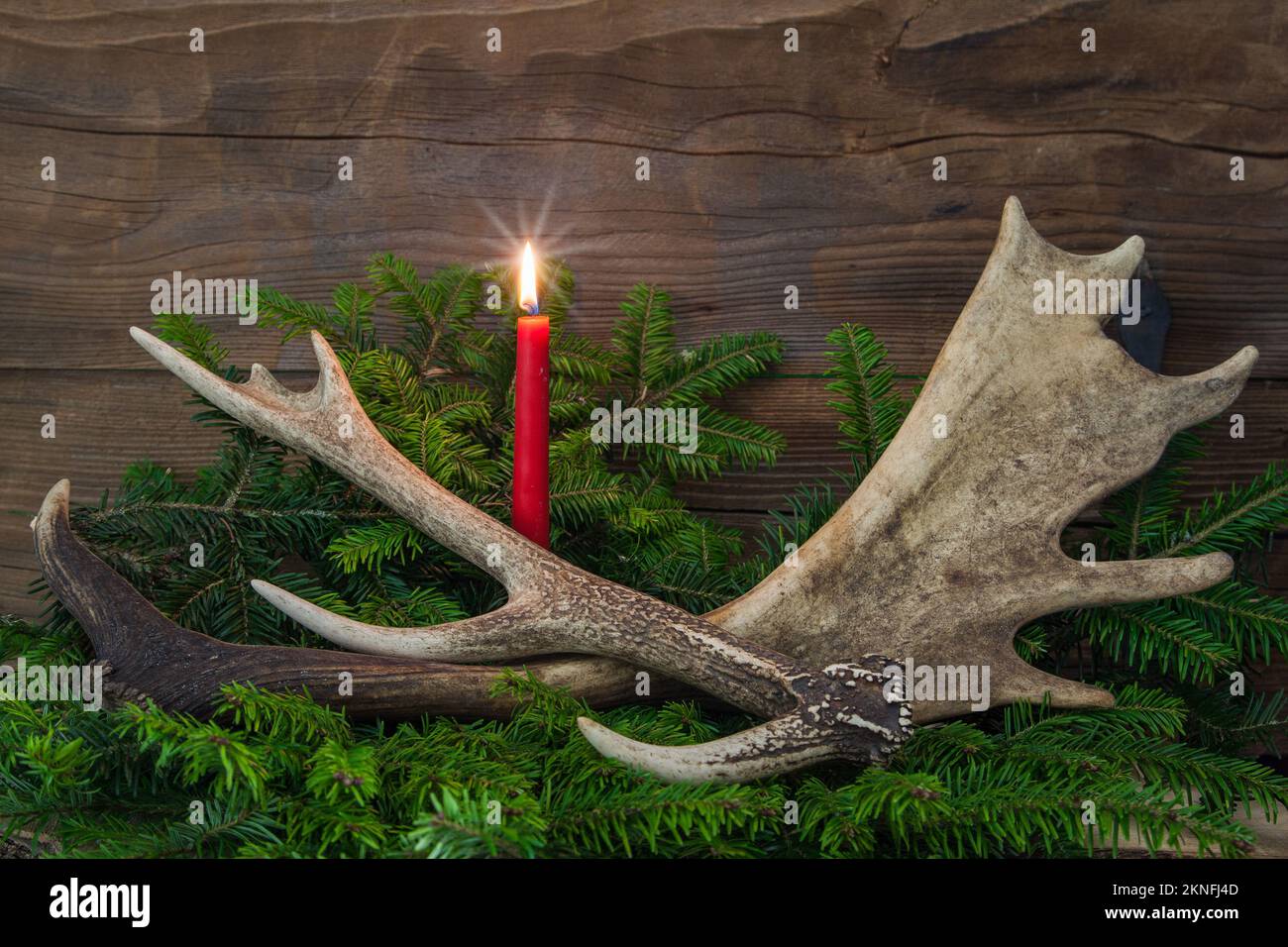 Ein Weihnachtskartenmotiv für Jäger. Brennende Kerze mit sika und Damhirsch Geweih auf Tannenzweigen mit rustikalem Hintergrund. Stockfoto