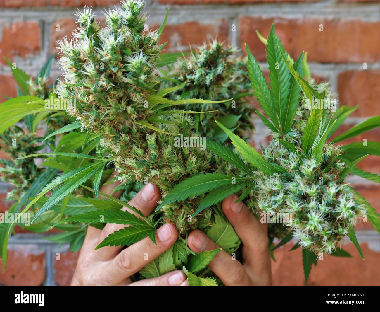 Oberteile von reifem Cannabis mit haarigen Lichtblüten unter geschnitzten hellen Blättern in menschlichen Händen Stockfoto
