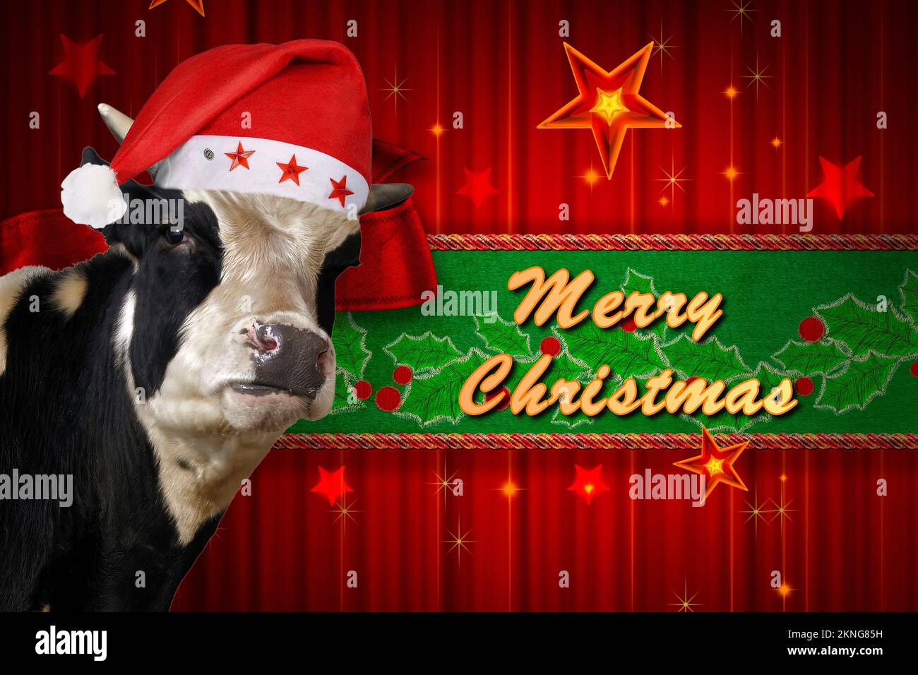 Eine Weihnachtskarte mit einer süßen Kuh, die einen Weihnachtsmütze trägt. Stockfoto