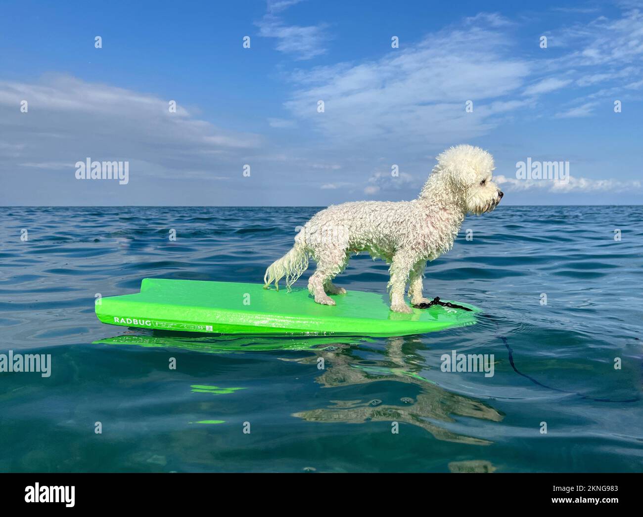 Weißer, lockiger Hund bichon, der auf einem Surfbrett am Ufer surft Stockfoto