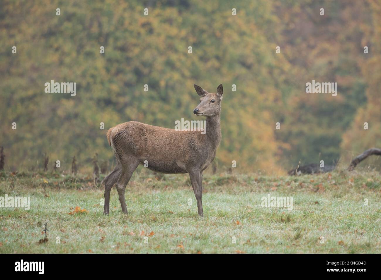 Rotwild bei Studley Royal, North Yorkshire, Großbritannien Stockfoto