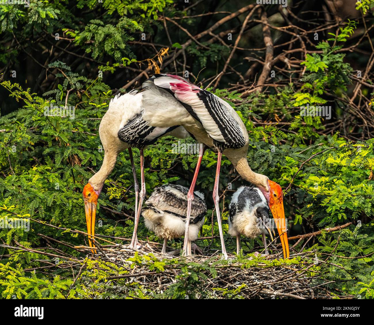 Eine Familie bemalter Storch im Nest Stockfoto