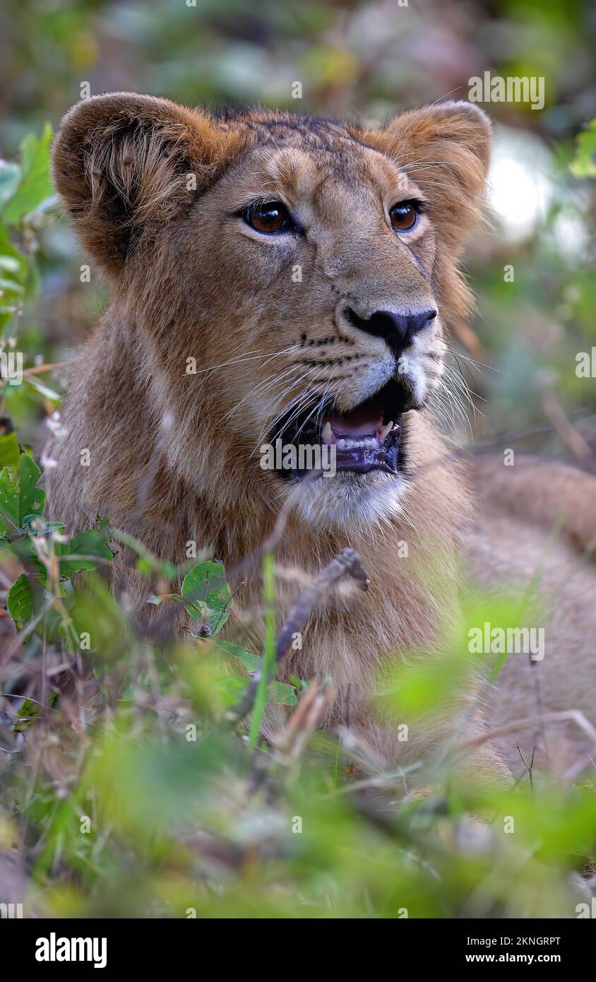 Indischer Löwe (Panthera leo persica) aus der Nähe des weiblichen Junges Gir NP, Gujarat, Indien November Stockfoto