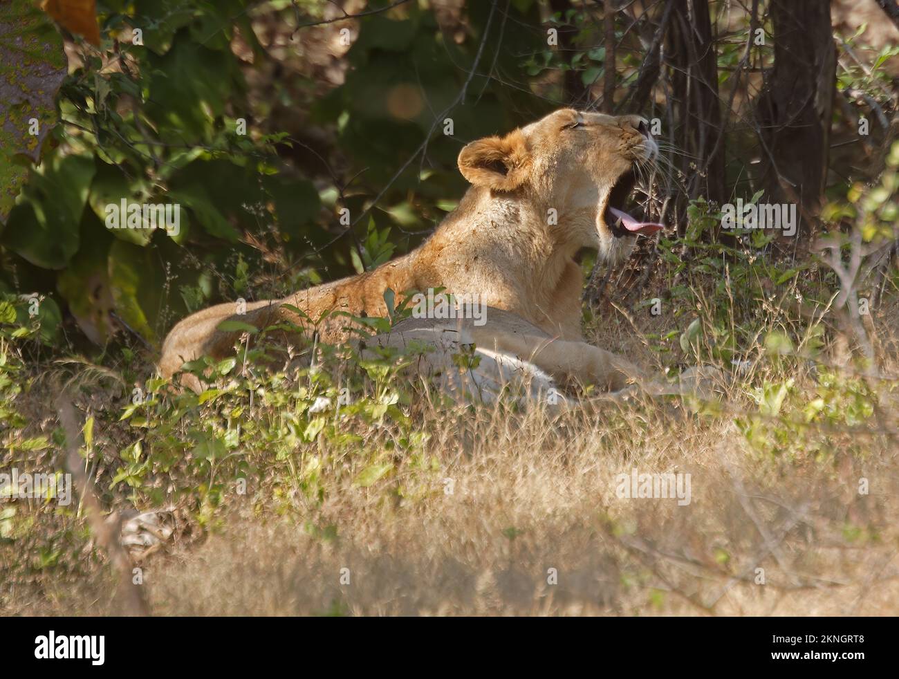 Indischer Löwe (Panthera leo persica), weiblich ruhend und gähnend Gir NP, Gujarat, Indien November Stockfoto