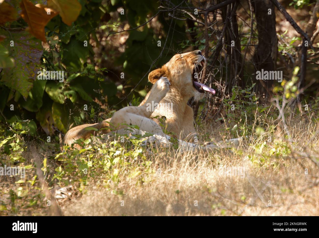 Indischer Löwe (Panthera leo persica), zwei Frauen, die sich ausruhen, ein gähnendes Gir NP, Gujarat, Indien November Stockfoto