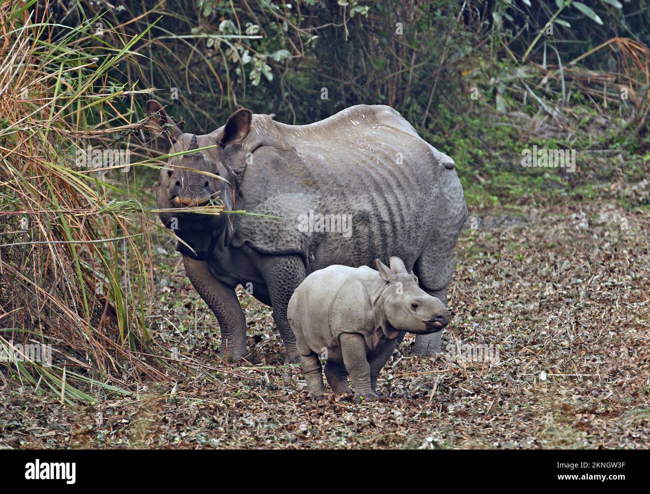 Indische Rhinoceros (Rhinoceros unicornis), weibliche Erwachsene Fütterung mit Kalb Kaziranga NP, Assam, Indien Januar Stockfoto