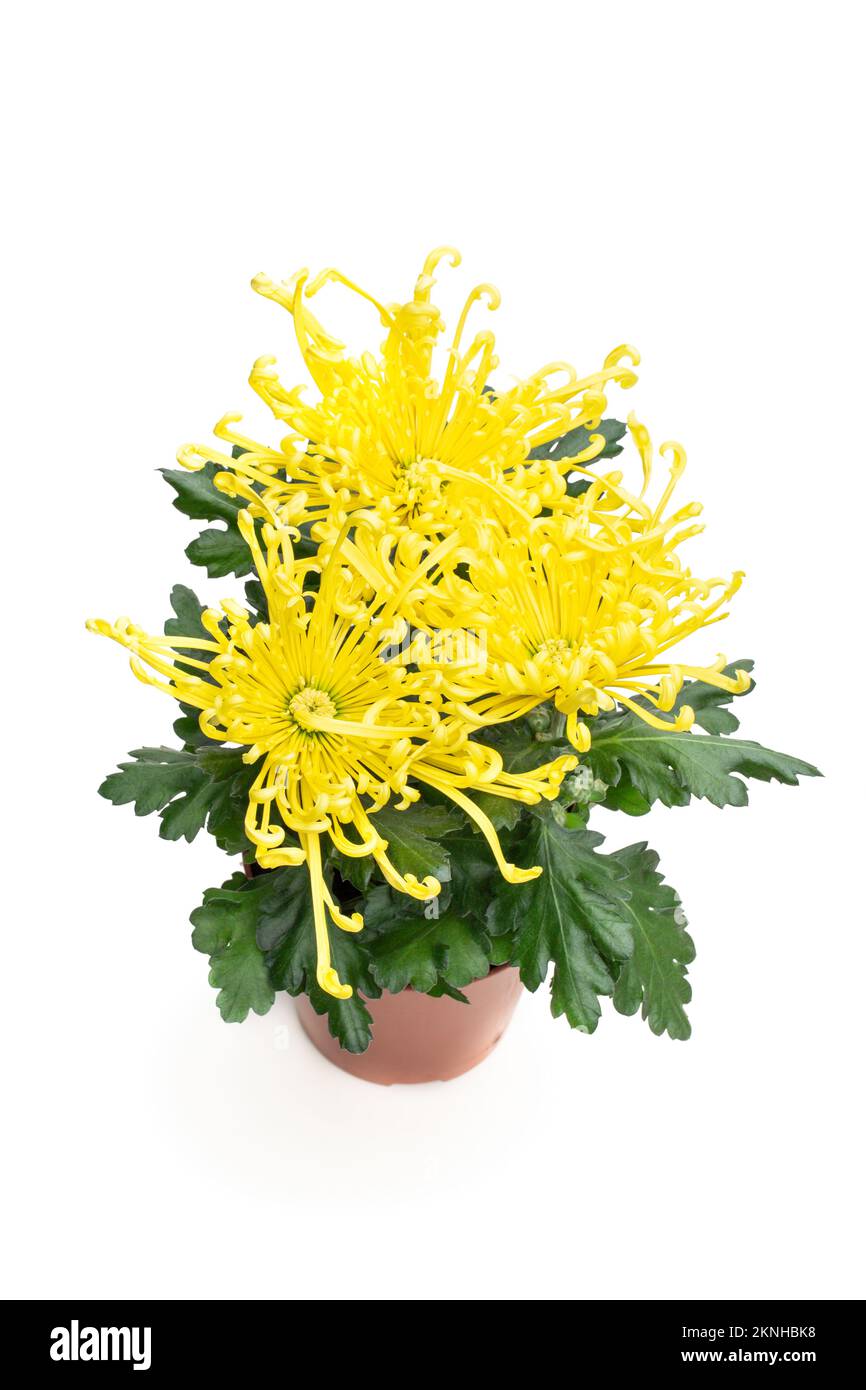 Gelbe Chrysanthemmenblume im Topf, isoliert auf Weiß Stockfoto Gelbe Chrysanthemmenblume im Topf, isoliert auf Weiß Stockfoto