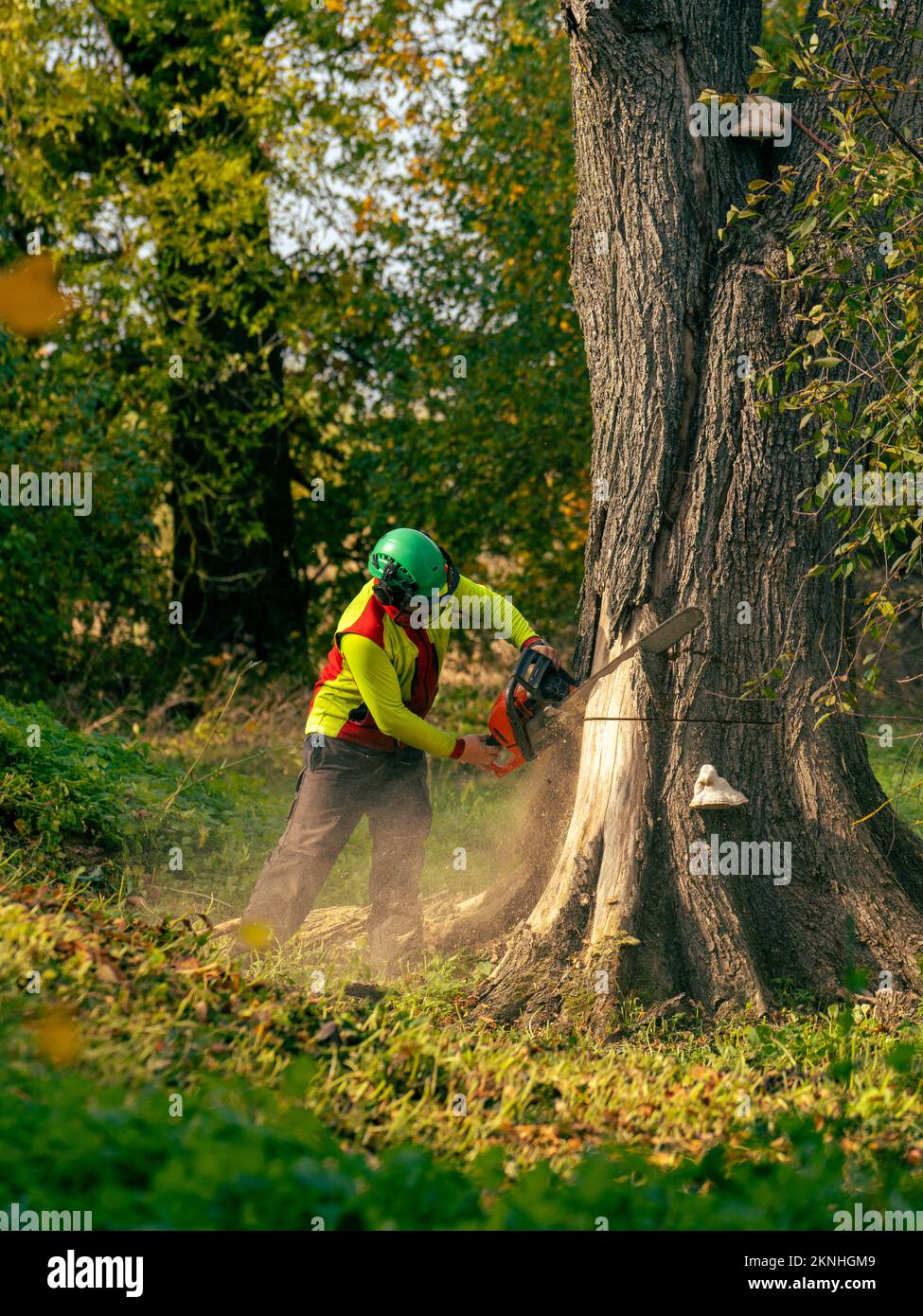 Ein Baumpfleger verwendet eine Kettensäge, um einen großen toten Baum zu Fällen Stockfoto