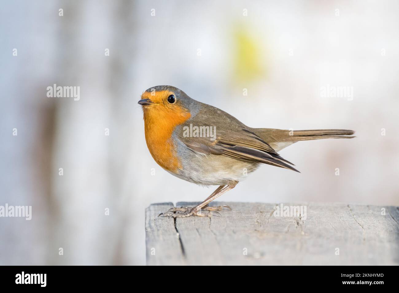 Rotkehlchen, Erithacus rubecula, Estany d'Ivars, Ivars d'Urgell, Katalonien, Spanien Stockfoto